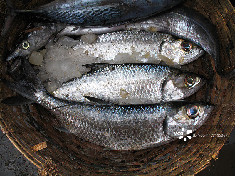 牛奶鱼图片素材