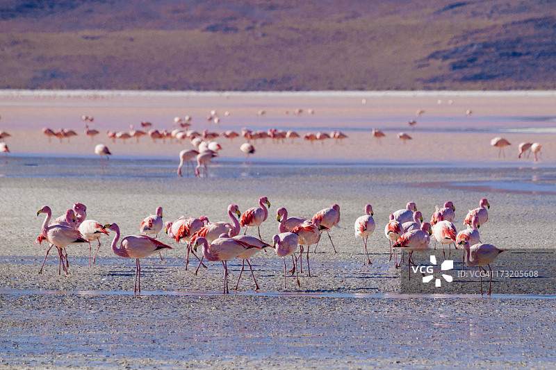 玻利维亚盐滩上的火烈鸟群图片素材