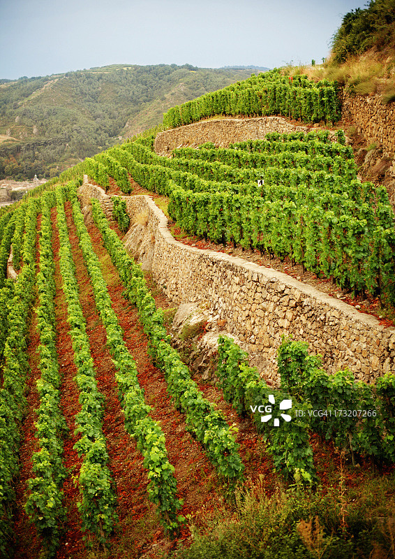梯田式葡萄园图片素材