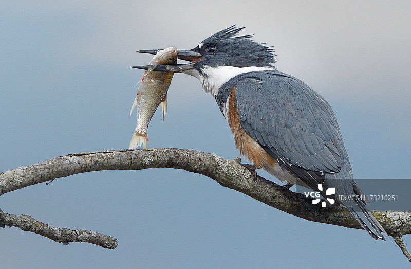 腰带翠鸟图片素材