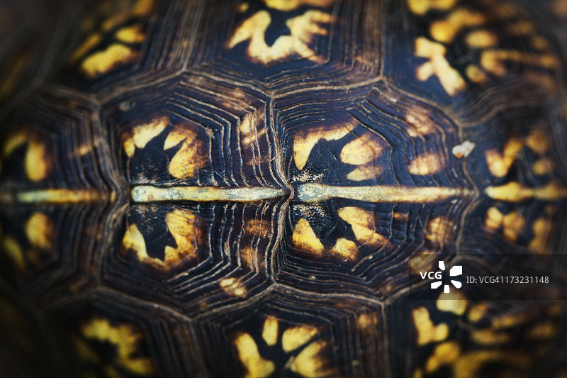 龟壳图片素材