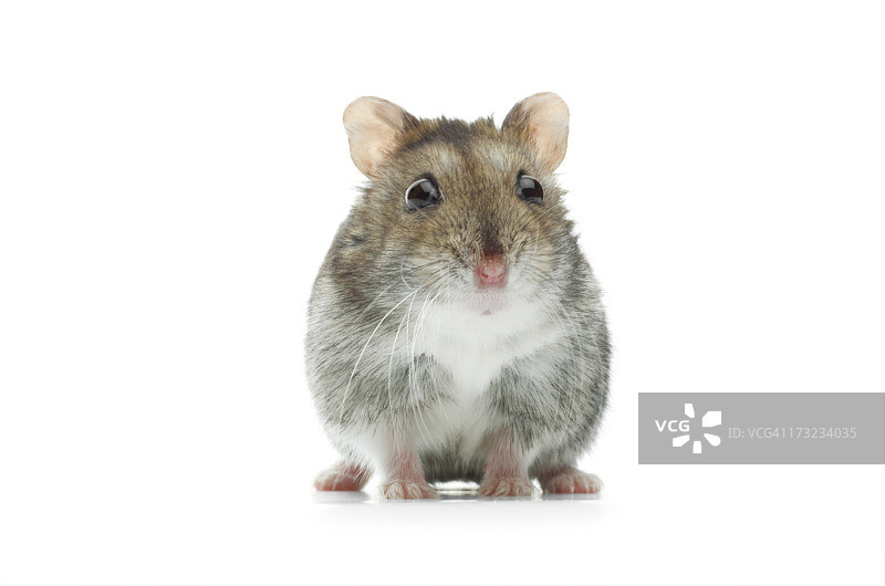 惊讶的加卡利亚仓鼠图片素材