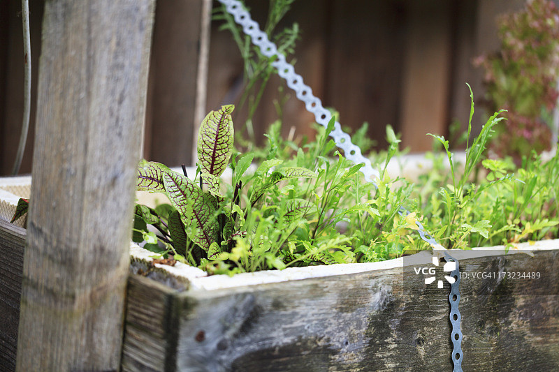 有机园艺：种植沙拉图片素材