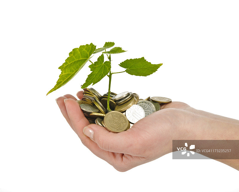 金钱树图片素材