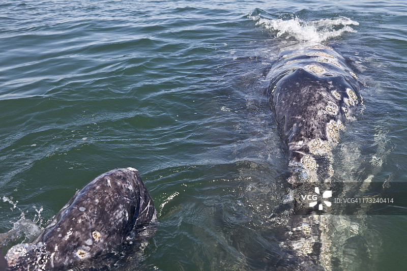 灰鲸（Eschrichtius robustus）母子图片素材