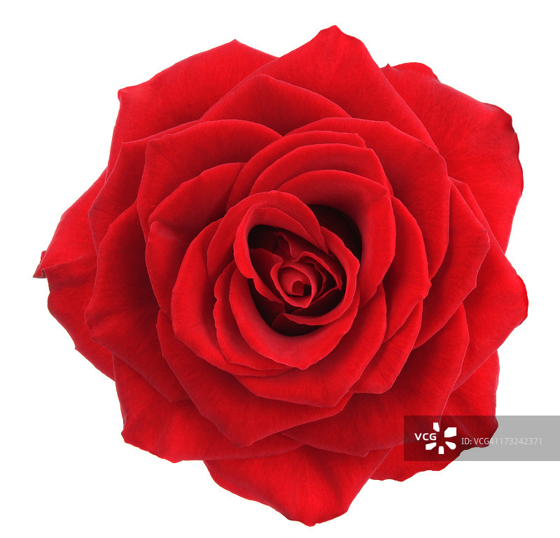 玫瑰。图片素材