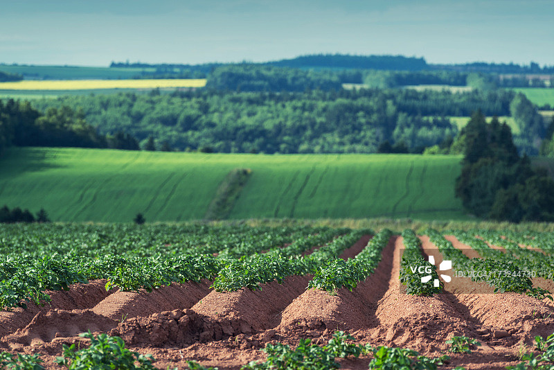 马铃薯作物图片素材