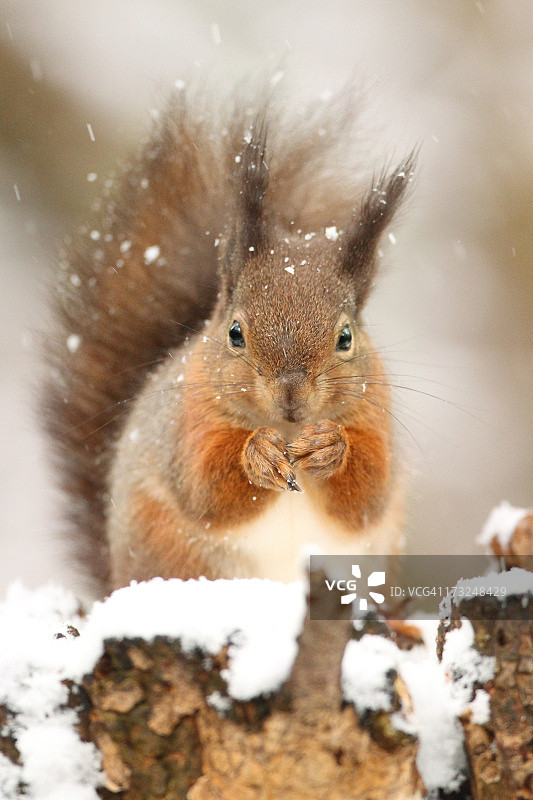 红松鼠图片素材