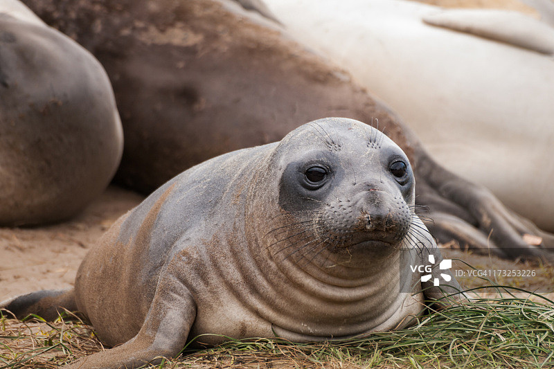 小象海豹图片素材