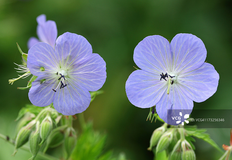 林地天竺葵图片素材