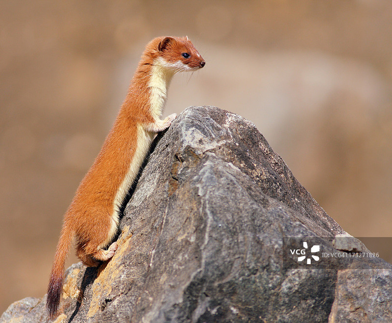 黄鼠狼图片素材