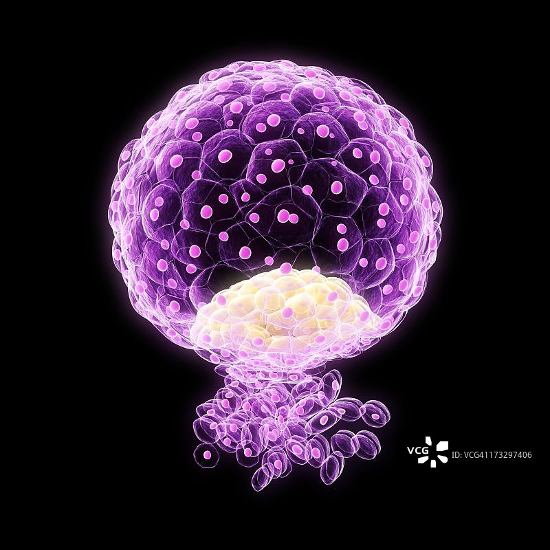 植入的胚囊，艺术作品图片素材