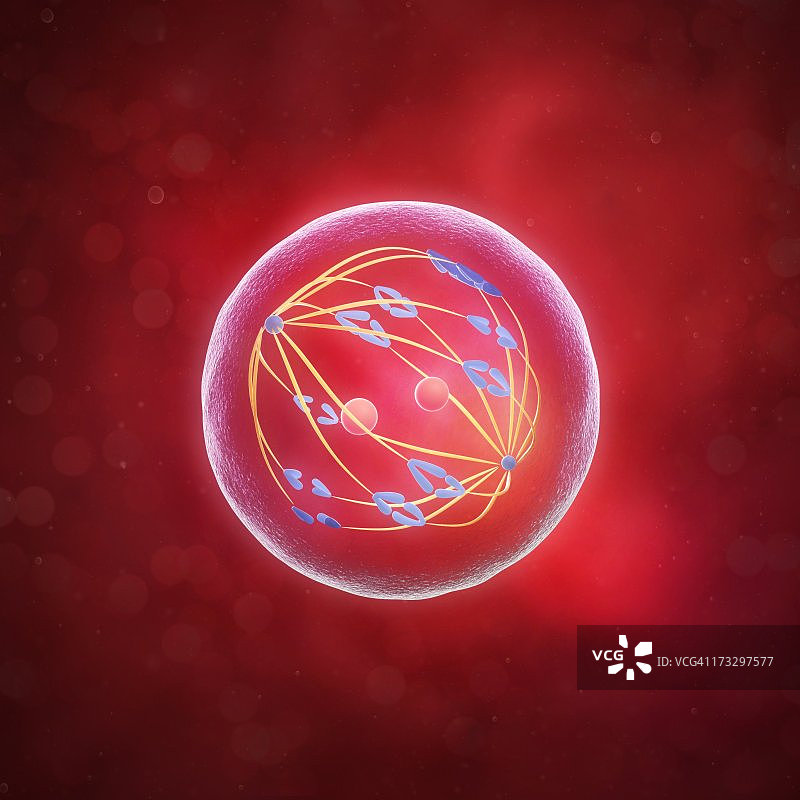 减数分裂艺术作品图片素材