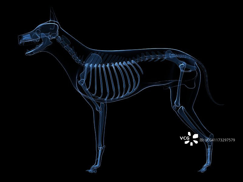 狗骨骼艺术作品图片素材