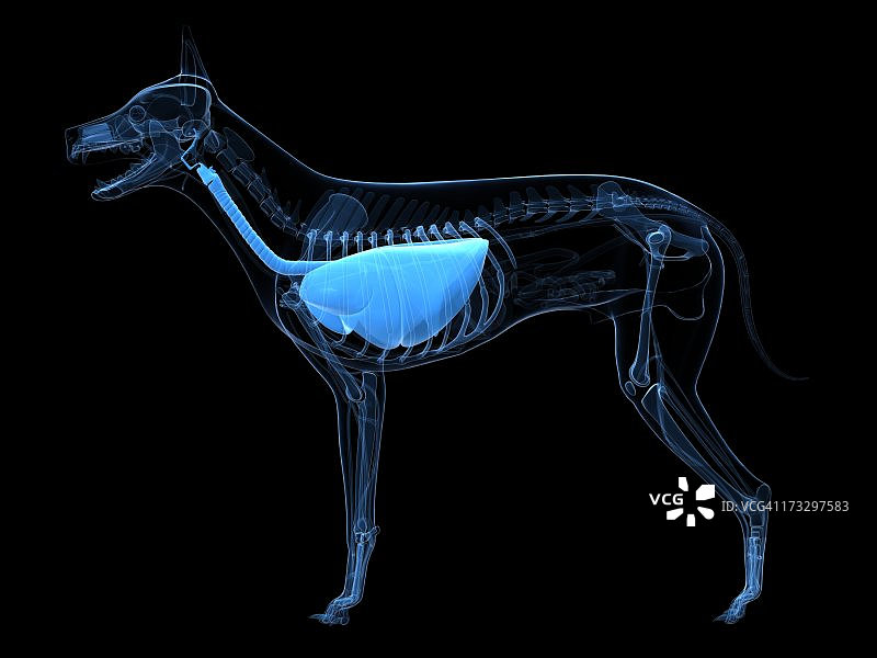 狗的呼吸系统，艺术作品图片素材