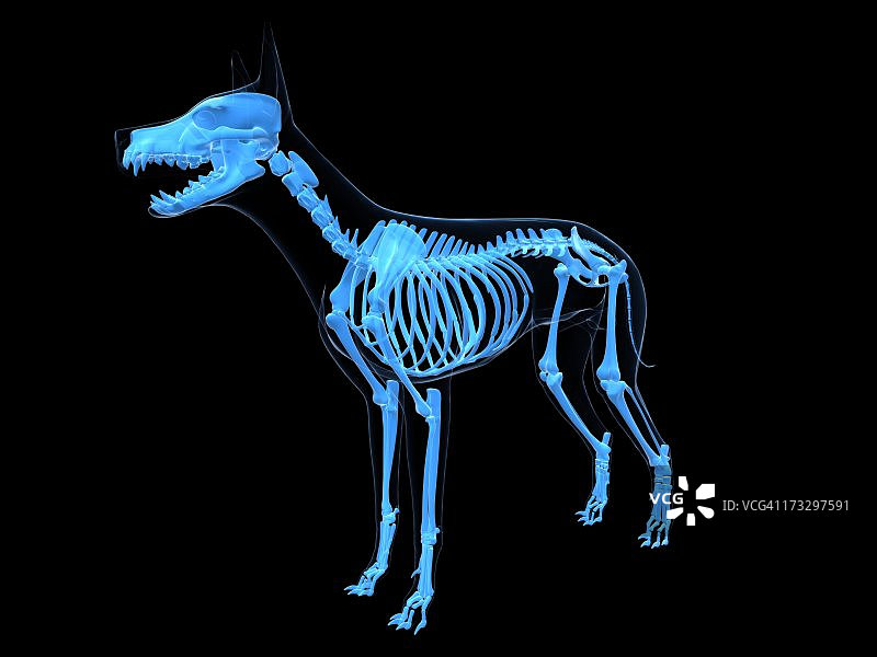 狗的骨架,艺术品图片素材