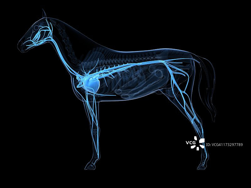 马的心血管系统插画图片素材