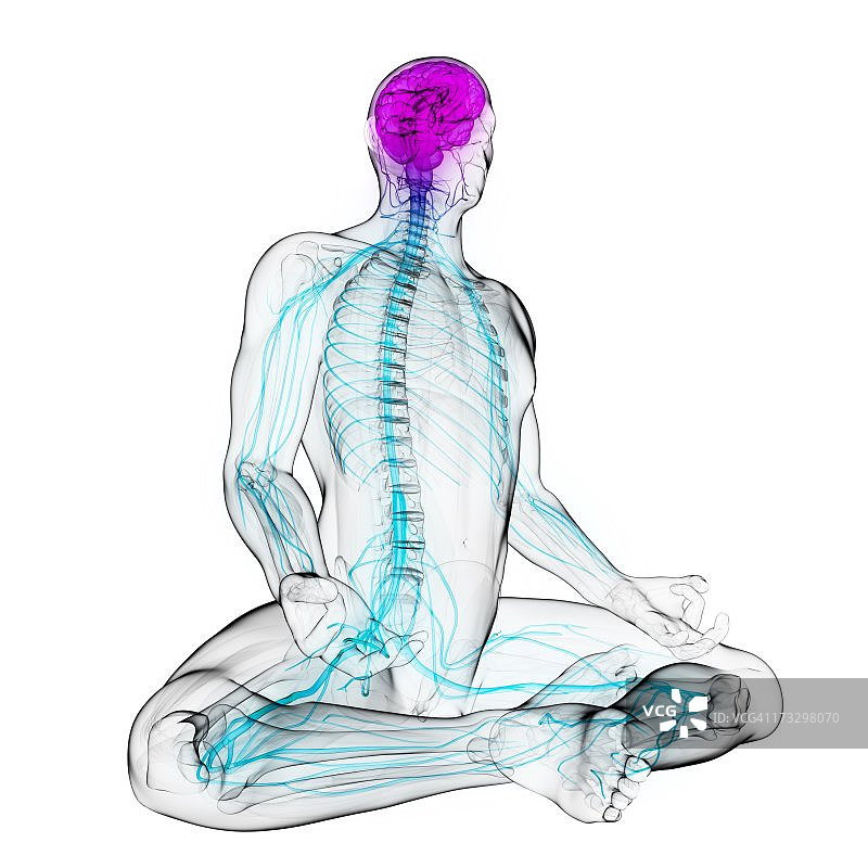 健康的中枢神经系统图片素材