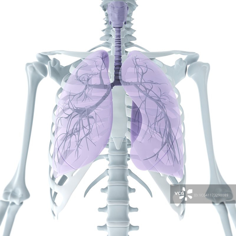 上半身人体解剖艺术图图片素材