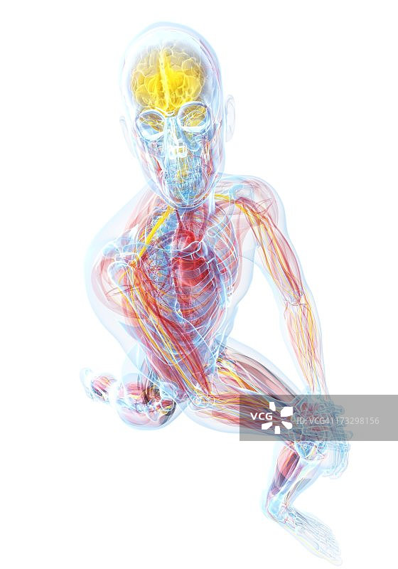 男性解剖学、艺术品图片素材