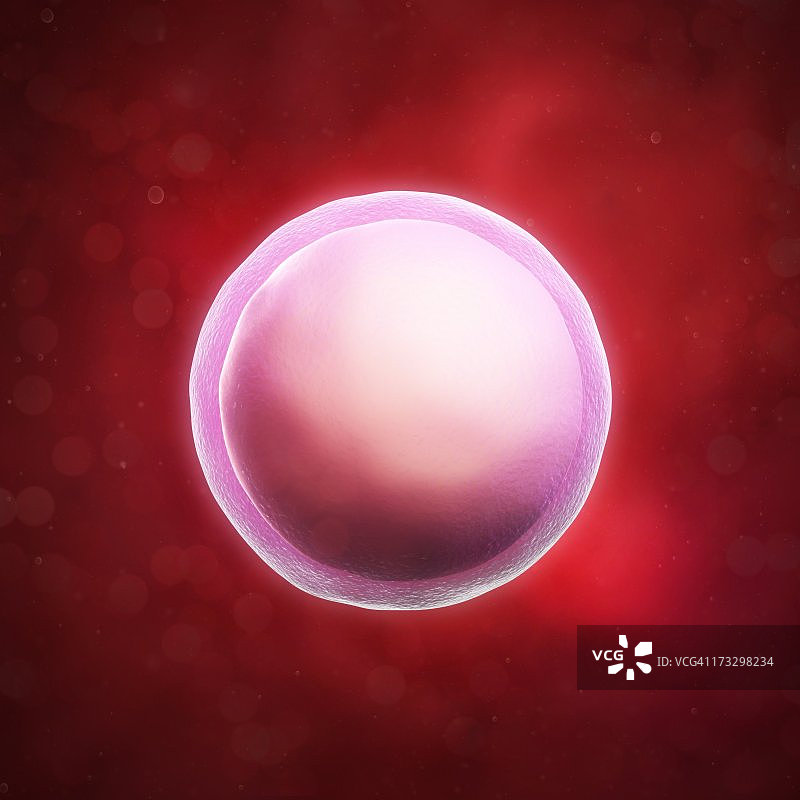 受精卵艺术作品图片素材