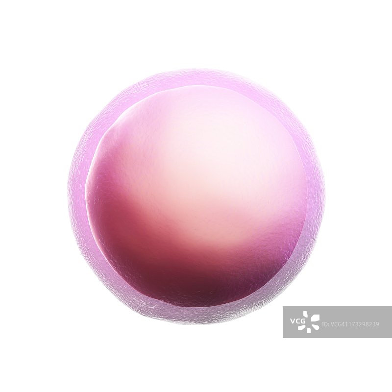受精卵艺术作品图片素材