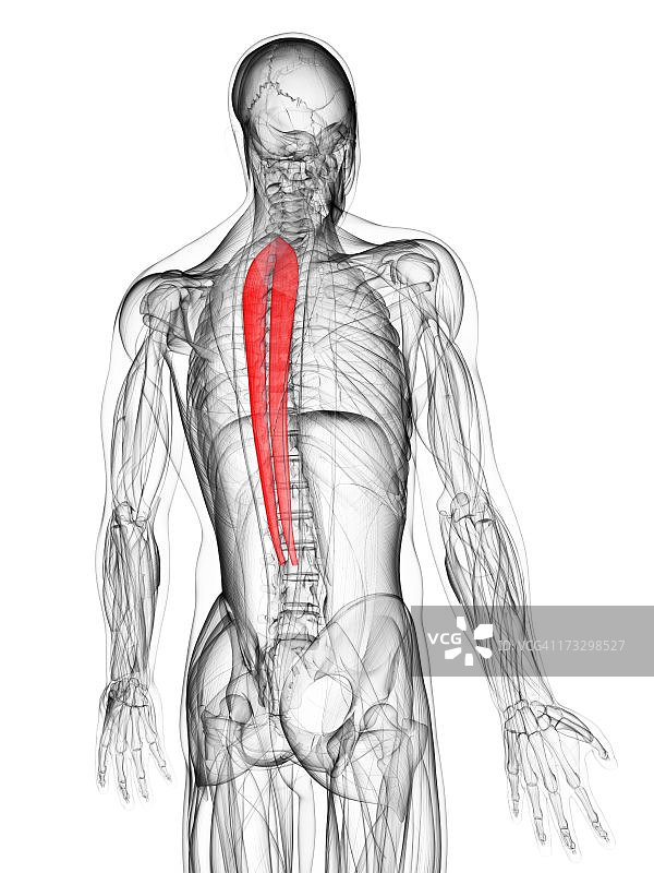 背部肌肉，艺术作品图片素材