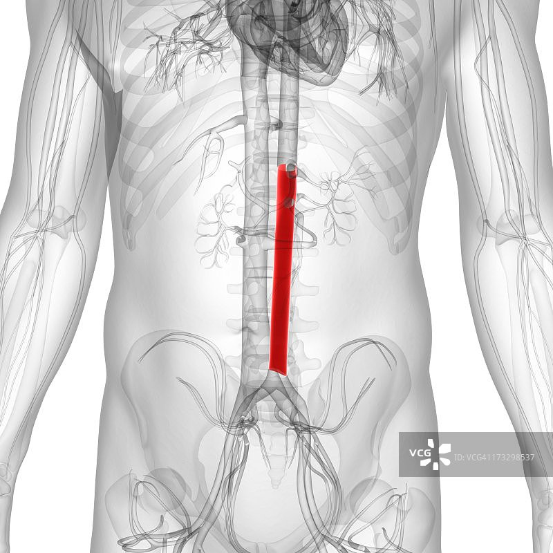 腹主动脉，艺术作品图片素材