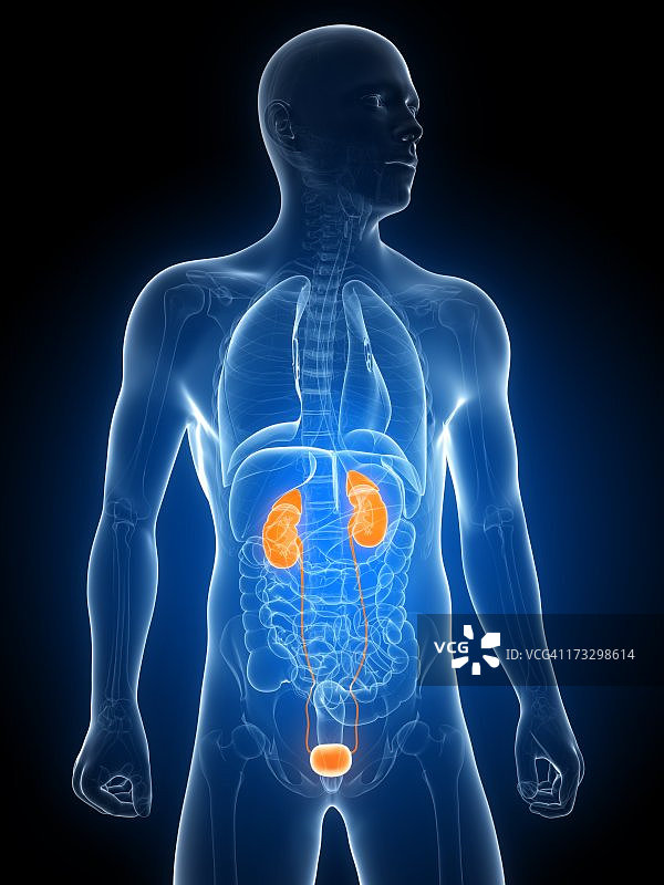 健康的泌尿系统（医学插图）图片素材