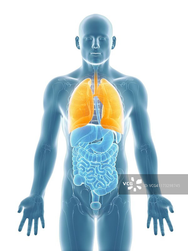 健康的肺部，艺术作品图片素材