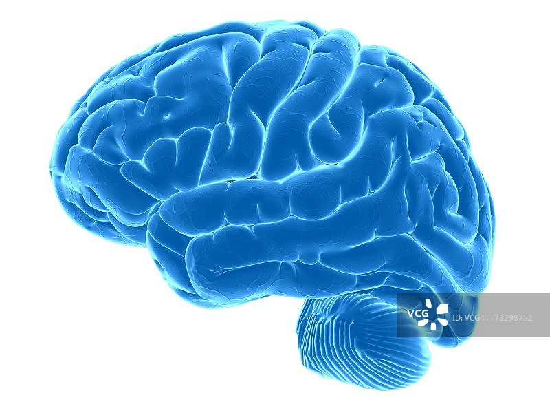 人类大脑、艺术品图片素材