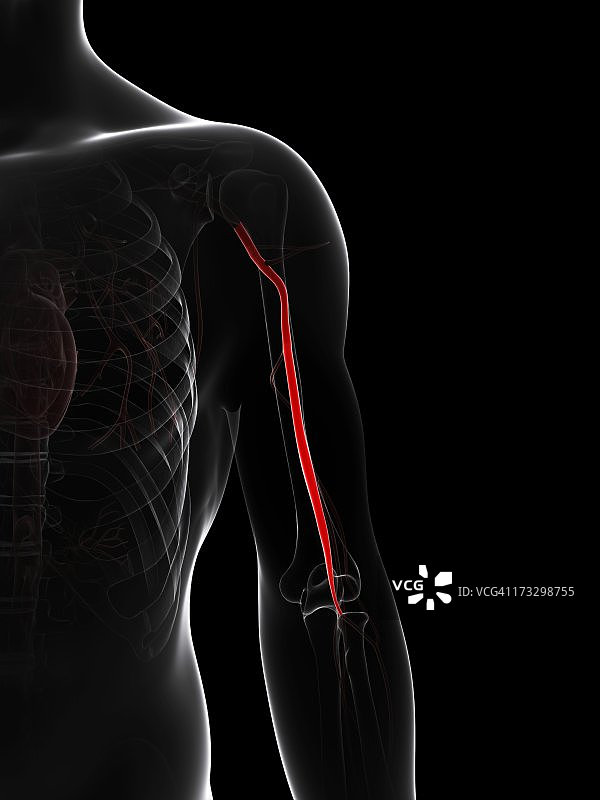 手臂动脉艺术作品图片素材