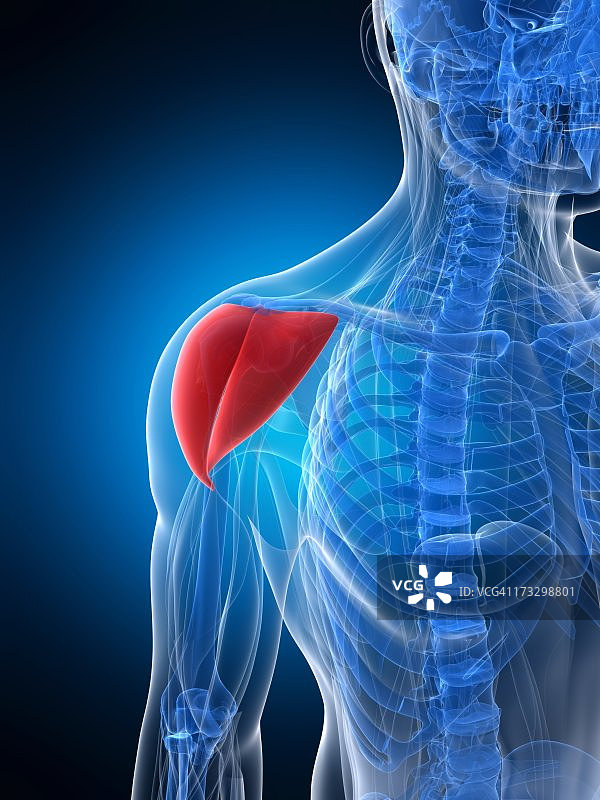 肩部肌肉图片素材