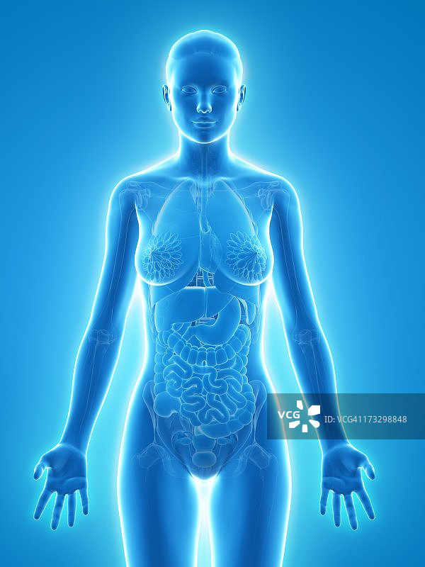 女性解剖,艺术品图片素材