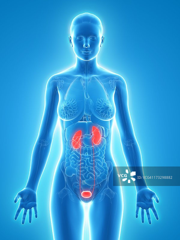健康的泌尿系统（医学插图）图片素材