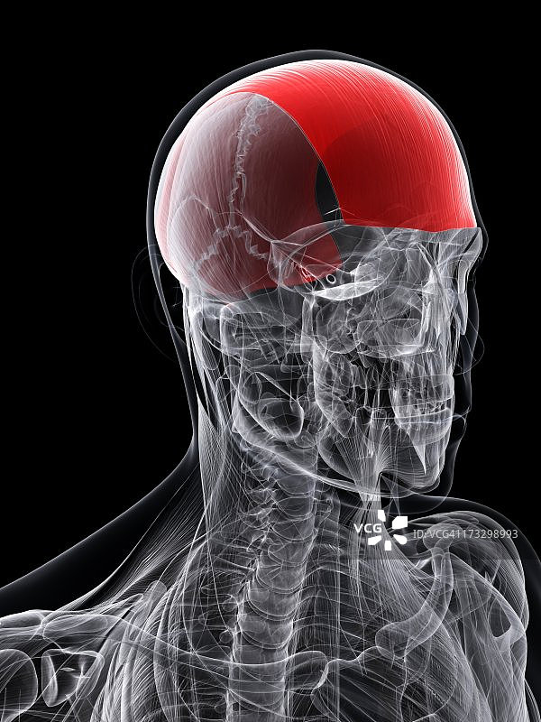 额头肌肉艺术图图片素材