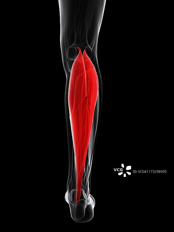 小腿肌肉艺术作品图片素材