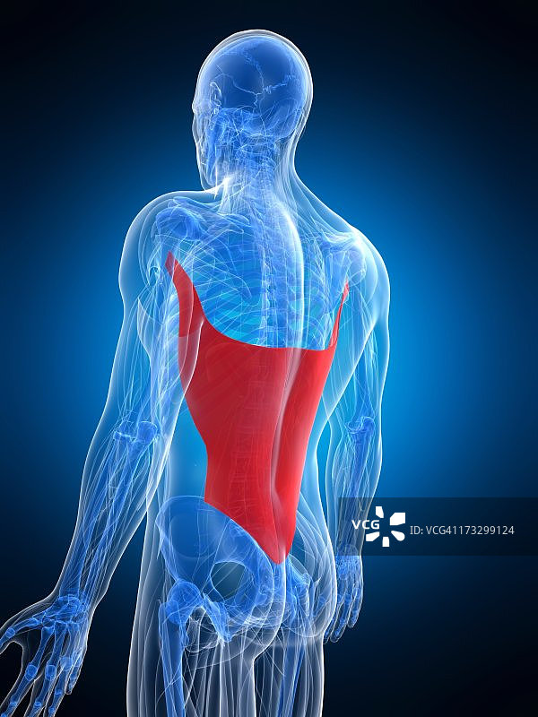 背部肌肉，艺术作品图片素材