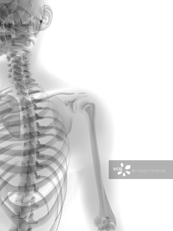 人类的骨骼,艺术品图片素材