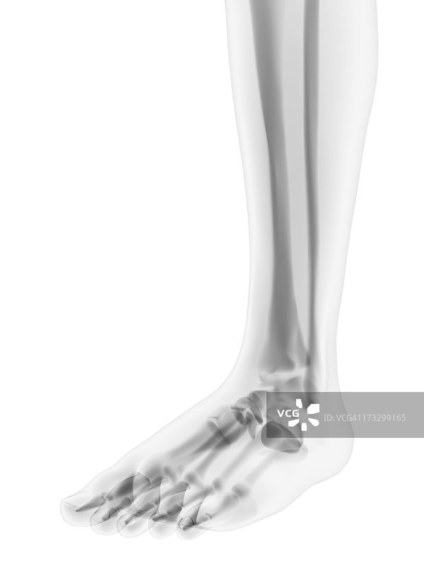 足部骨骼艺术作品图片素材