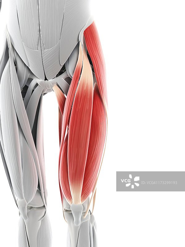 大腿肌肉艺术作品图片素材