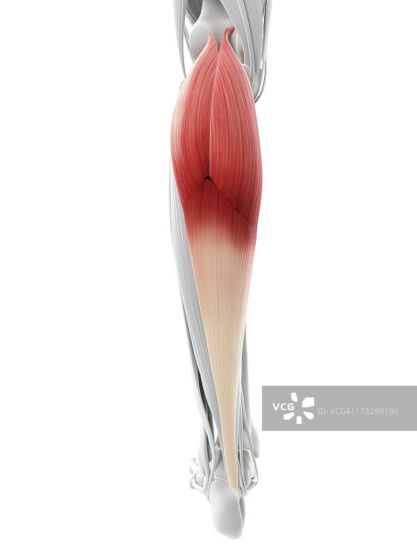 小腿肌肉艺术作品图片素材