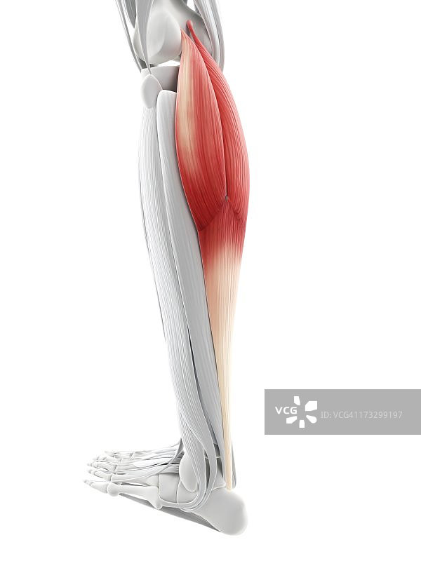 小腿肌肉艺术作品图片素材