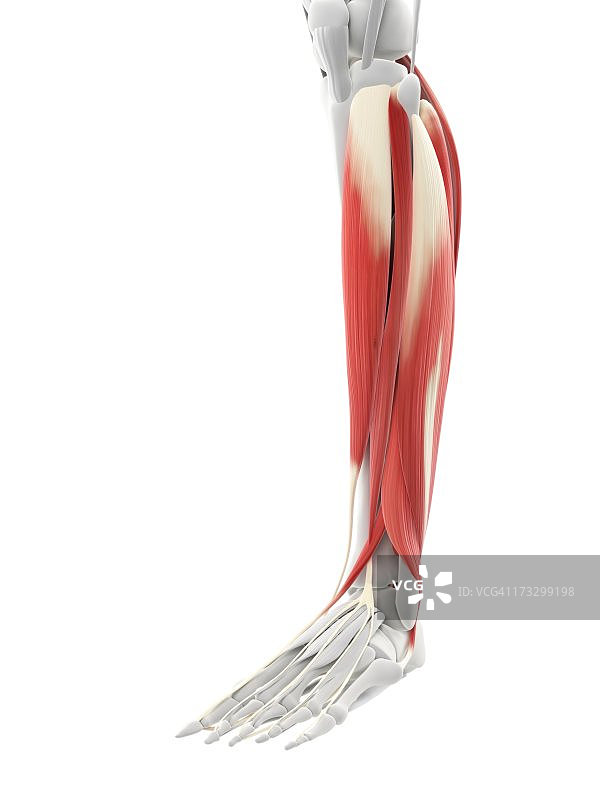 小腿肌肉艺术作品图片素材