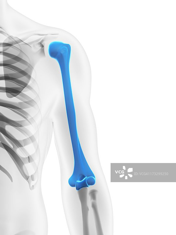 上臂骨骼艺术图图片素材