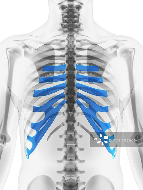 肋骨艺术作品图片素材