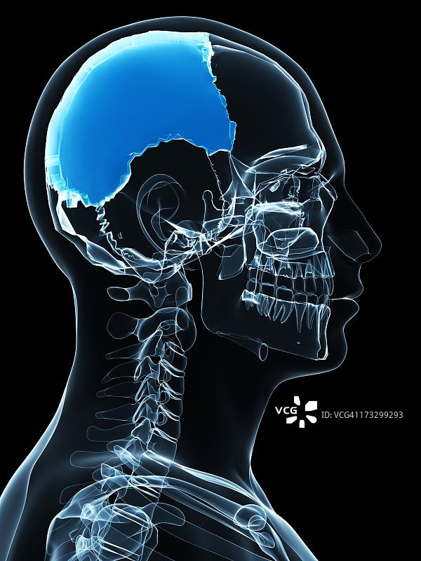 骷髅骨骼艺术作品图片素材