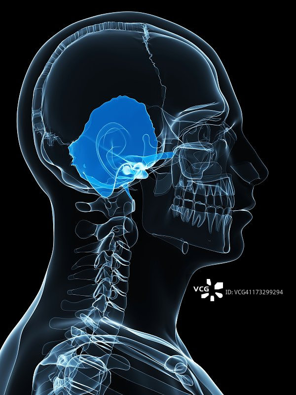 骷髅骨骼艺术作品图片素材