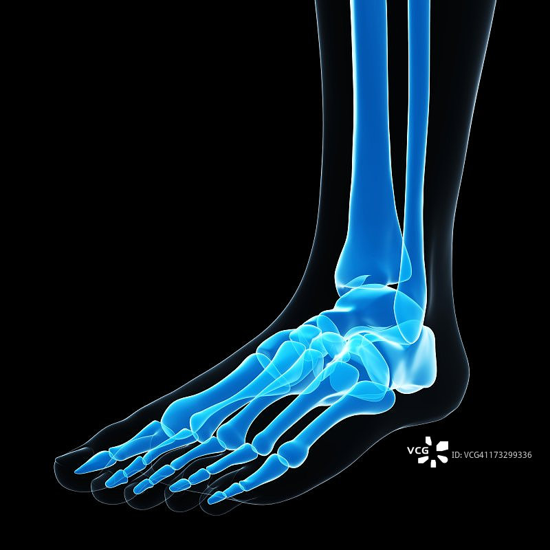 足部骨骼艺术作品图片素材