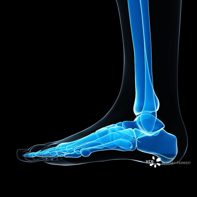 足部骨骼艺术作品图片素材
